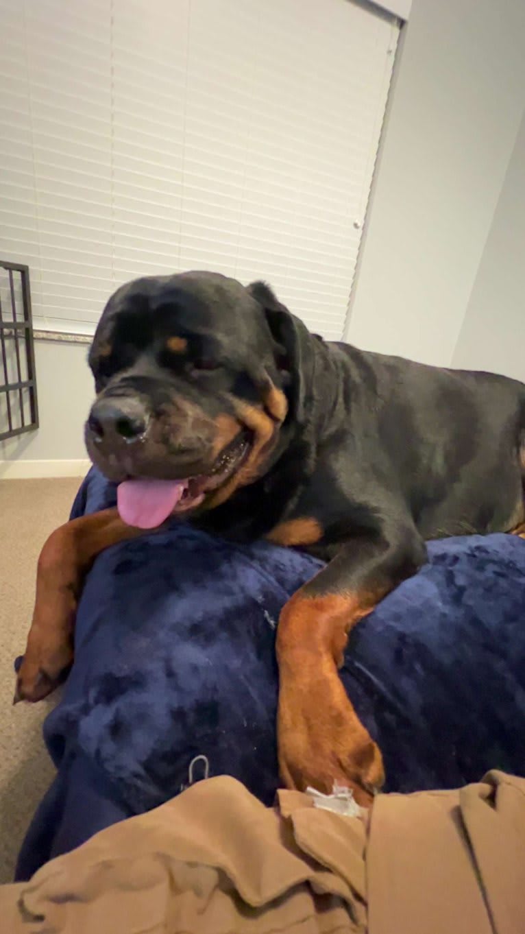 Chompy, a Rottweiler tested with EmbarkVet.com