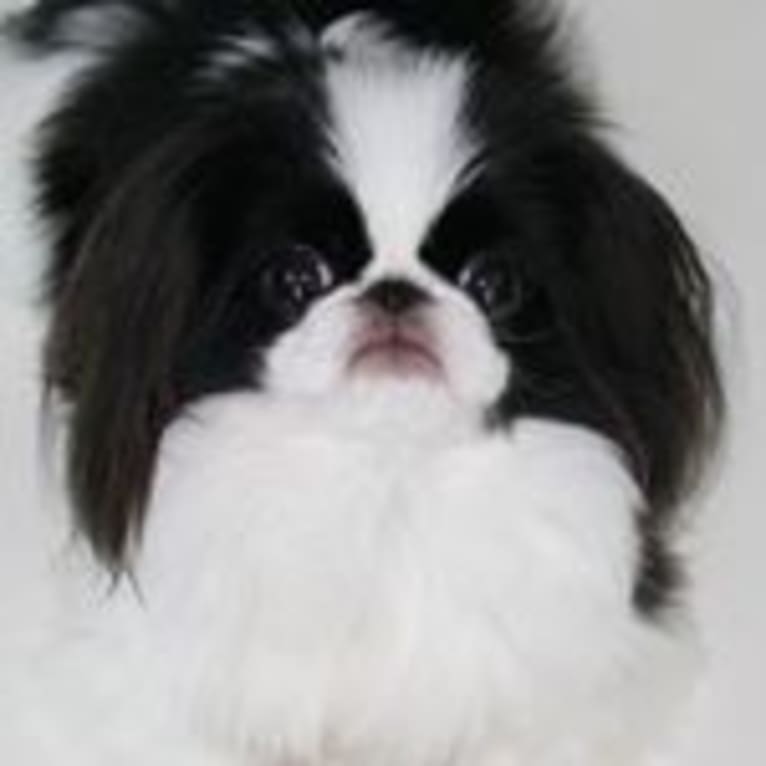 Bella, a Japanese Chin tested with EmbarkVet.com