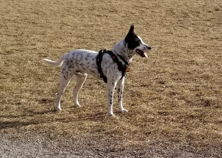 Sigmund, a Rat Terrier and Australian Cattle Dog mix tested with EmbarkVet.com