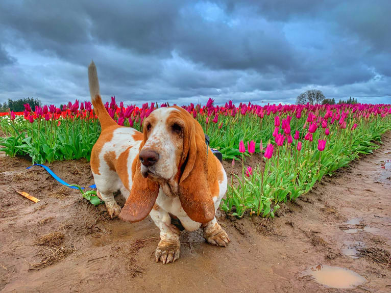 George Oscar Bluth Stevesies Sanderson-Summerlin (GOB), a Basset Hound tested with EmbarkVet.com