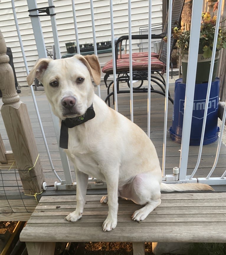 moose, an American Pit Bull Terrier and Labrador Retriever mix tested with EmbarkVet.com