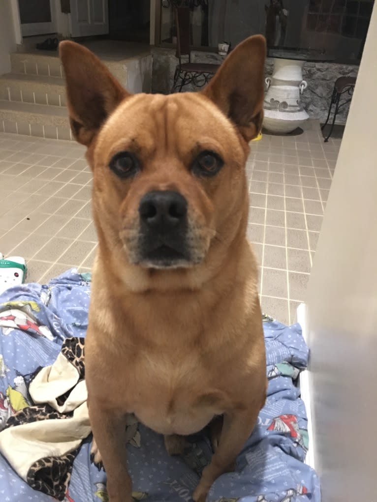 Khaotoo, a Chow Chow and Rottweiler mix tested with EmbarkVet.com