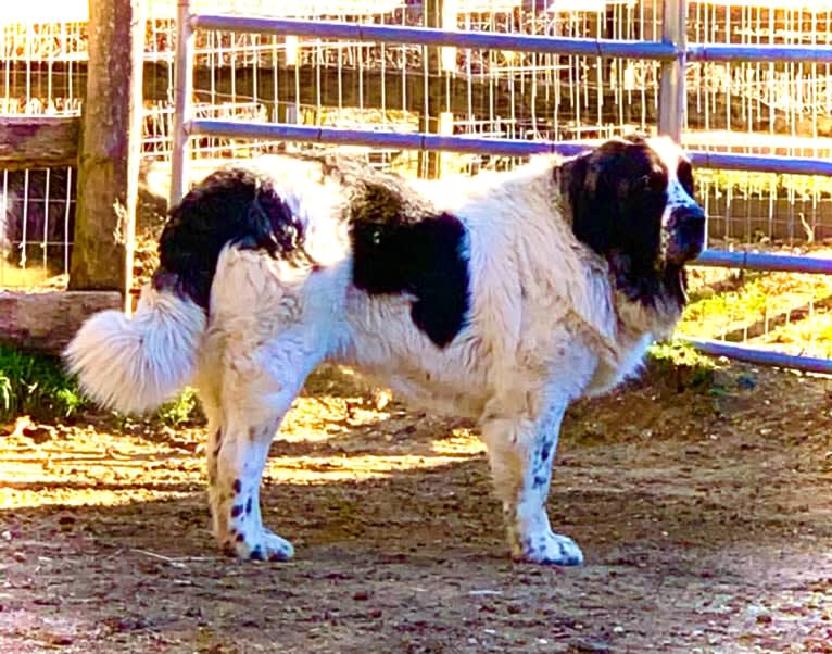 Lois Mamariga, a Pyrenean Mastiff tested with EmbarkVet.com