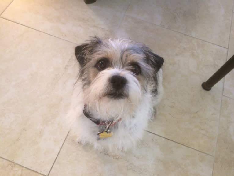 Riley, a Pekingese and Chihuahua mix tested with EmbarkVet.com