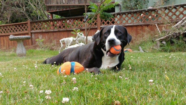 Kona, an American Bully and Bernese Mountain Dog mix tested with EmbarkVet.com