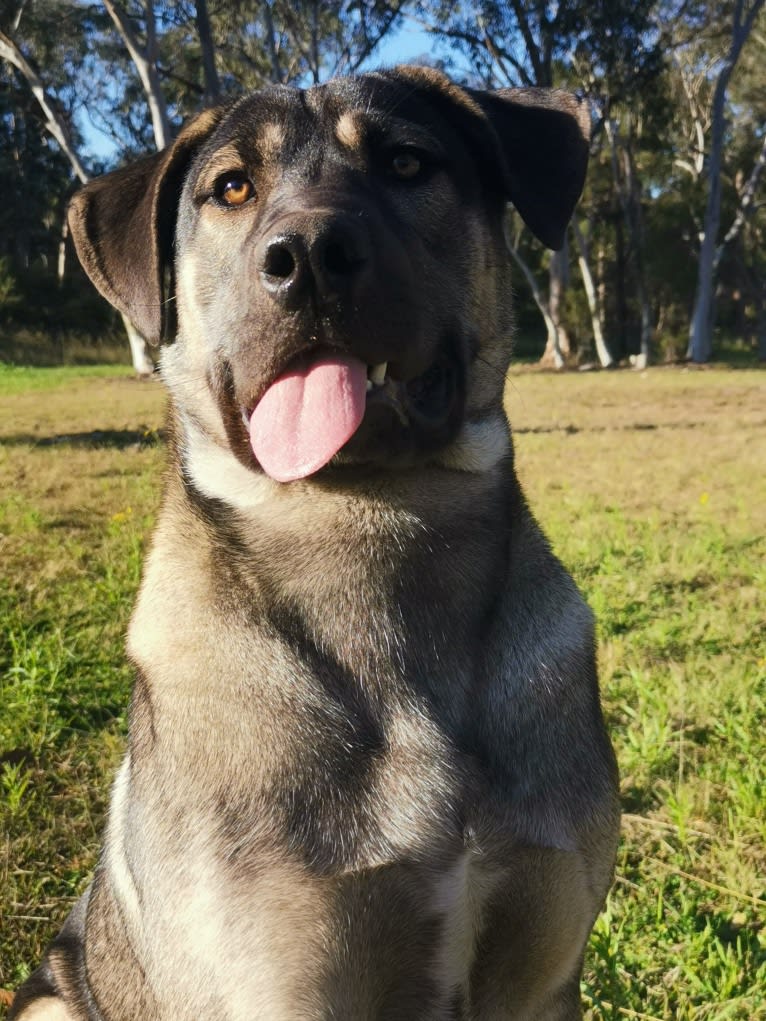 Mud, a Siberian Husky and Neapolitan Mastiff mix tested with EmbarkVet.com