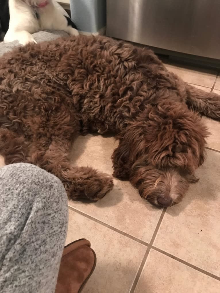 Roscoe, a Poodle (Standard) and Golden Retriever mix tested with EmbarkVet.com