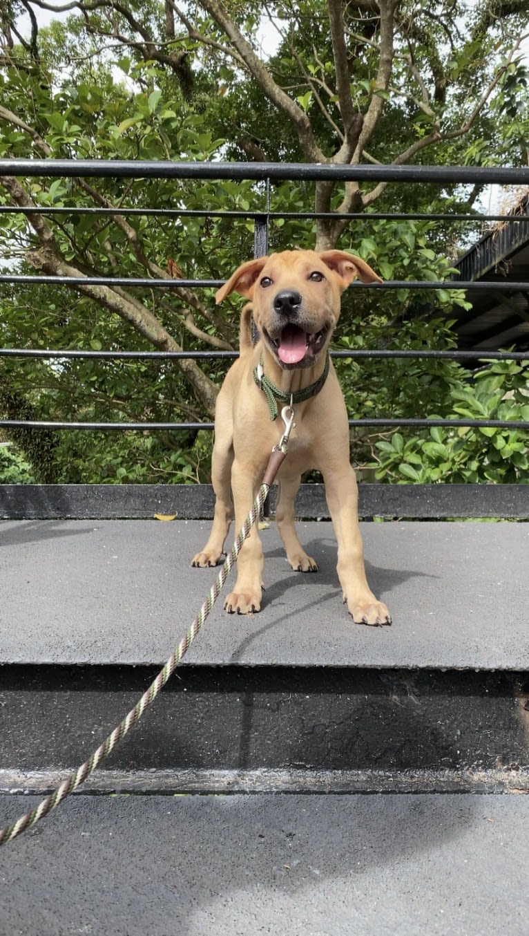 Bertie, a Hong Kong Village Dog tested with EmbarkVet.com