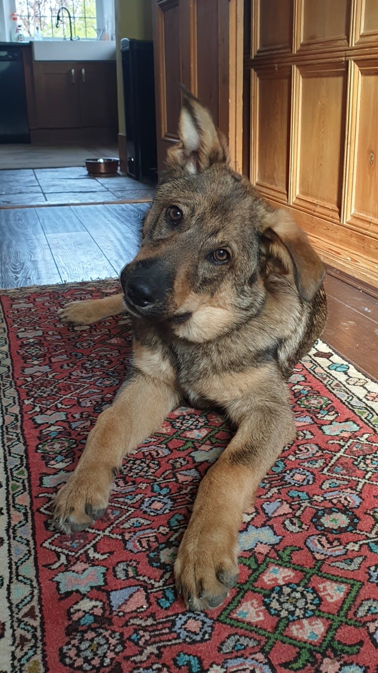 Django, an Eastern European Village Dog tested with EmbarkVet.com