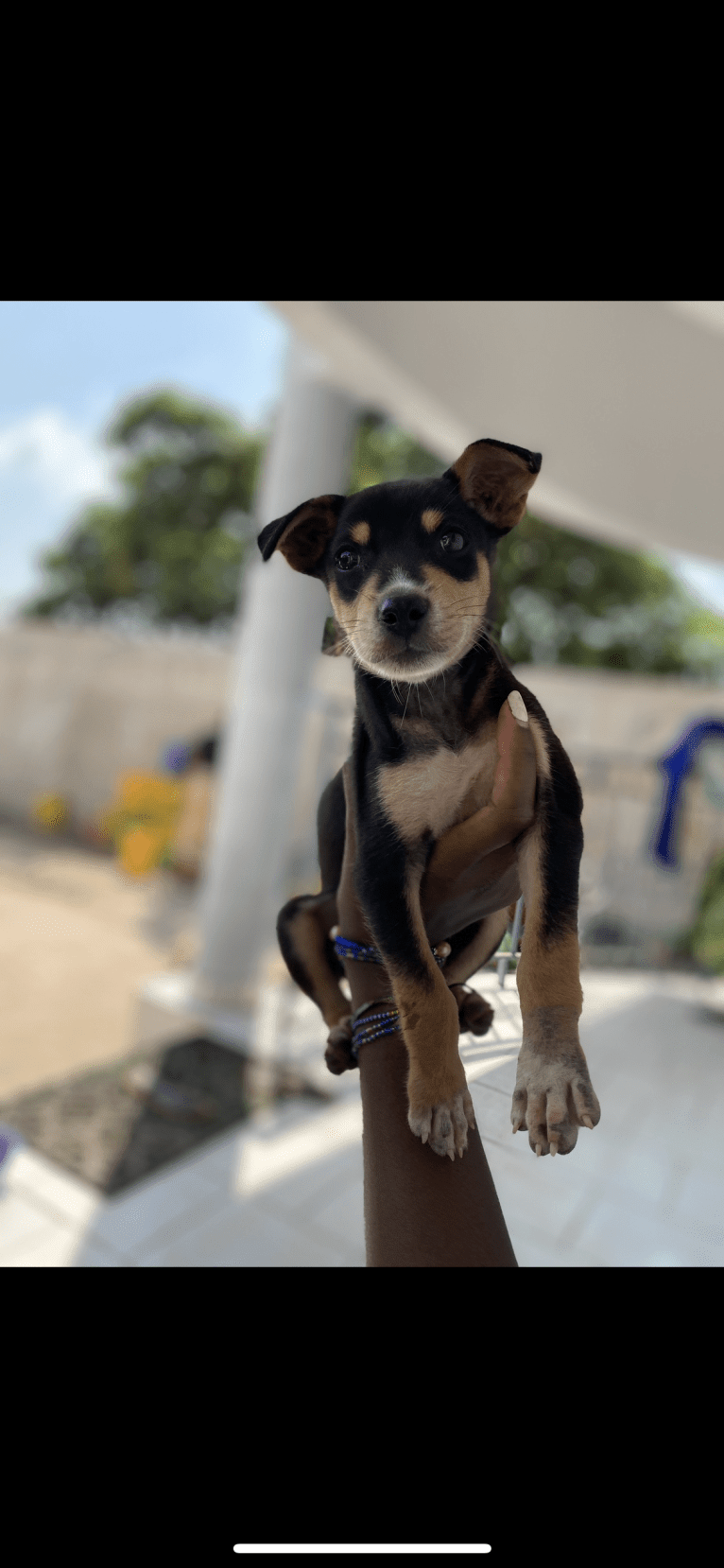 Shaka, a West African Village Dog tested with EmbarkVet.com
