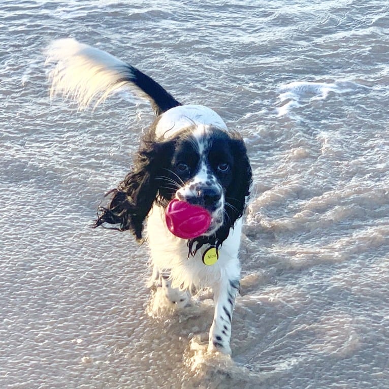 Nico, a Cocker Spaniel and English Cocker Spaniel mix tested with EmbarkVet.com