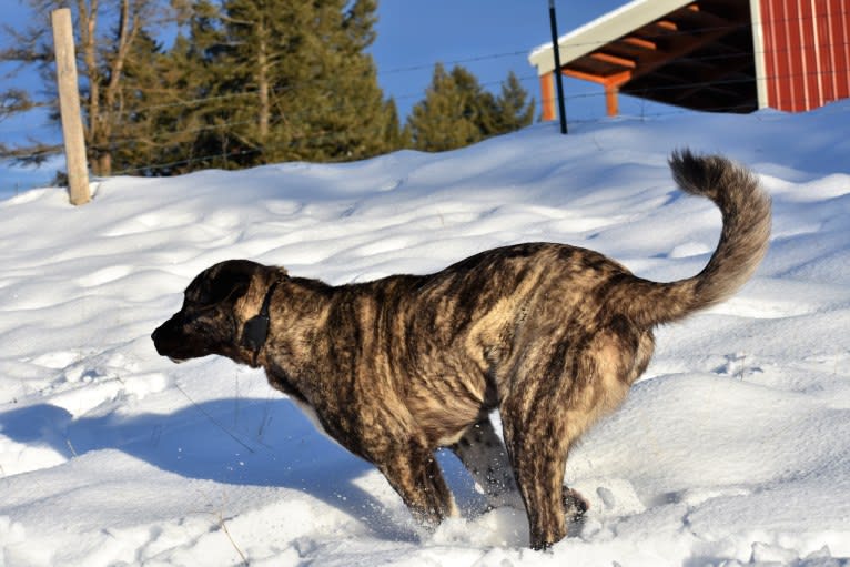 Sauron, an Anatolian Shepherd Dog tested with EmbarkVet.com