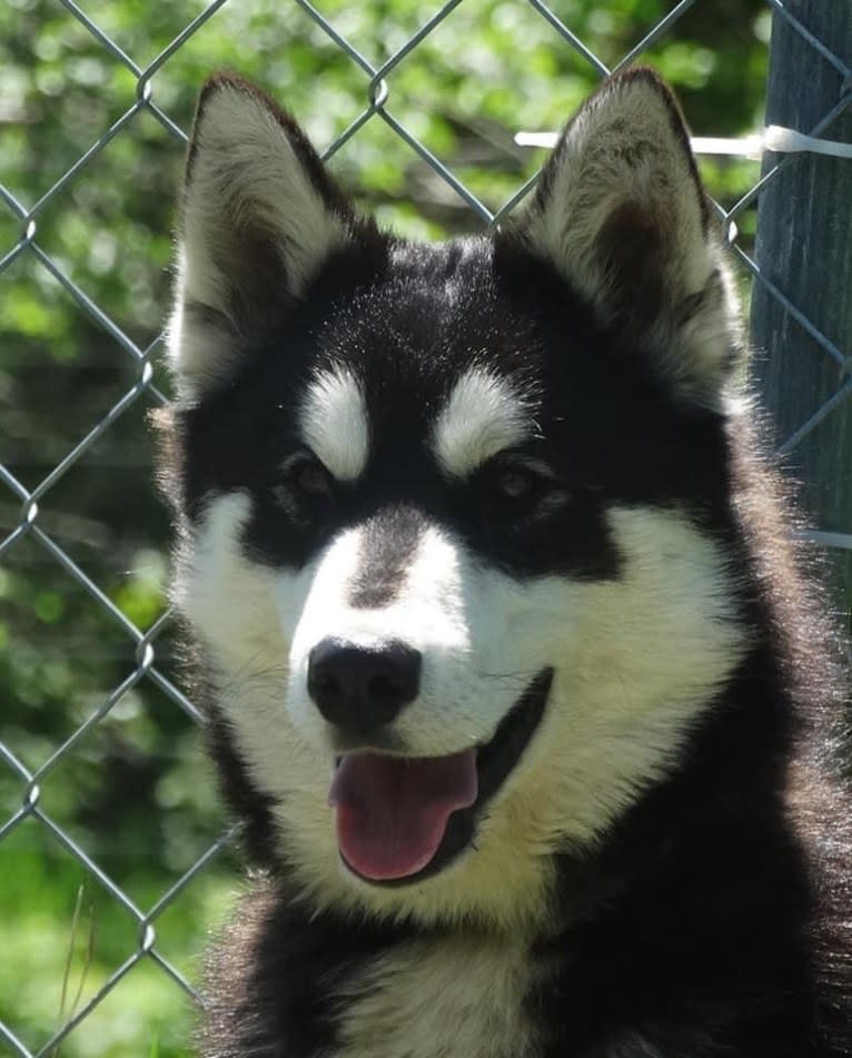 Tagalder's Montreal at Top of the HIll, a Siberian Husky tested with EmbarkVet.com