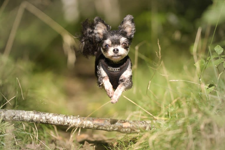 Half’n’Half Means Double Trouble “Morris”, a Chihuahua and Maltese mix tested with EmbarkVet.com