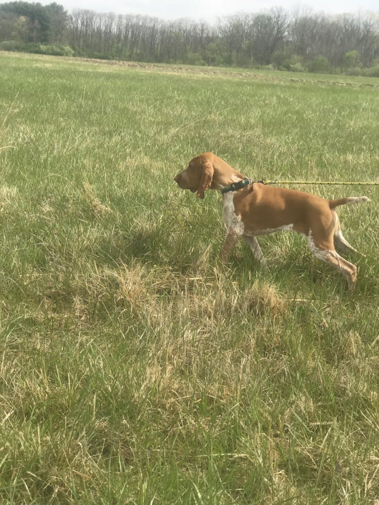 Archie, a Bracco Italiano tested with EmbarkVet.com