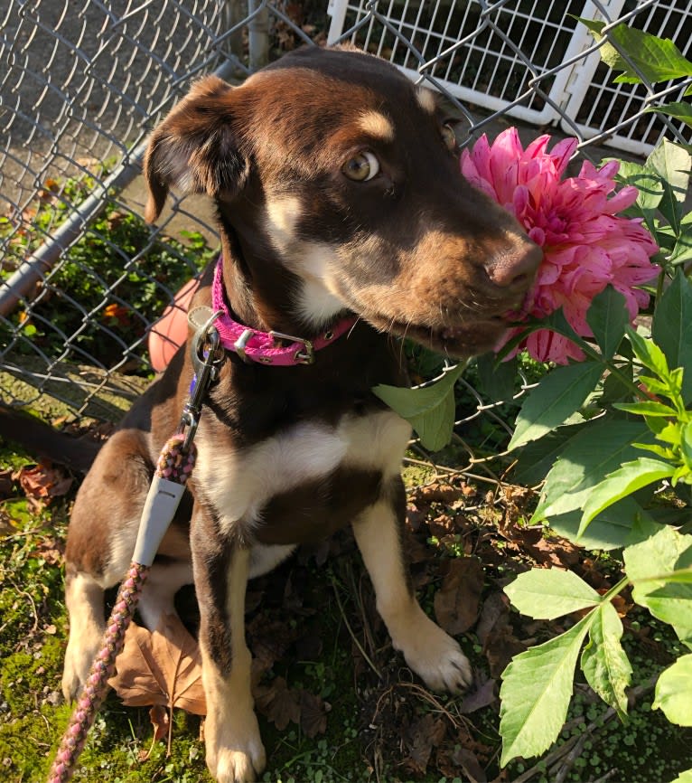 Poppy Poopalicious, a German Shepherd Dog and Labrador Retriever mix tested with EmbarkVet.com