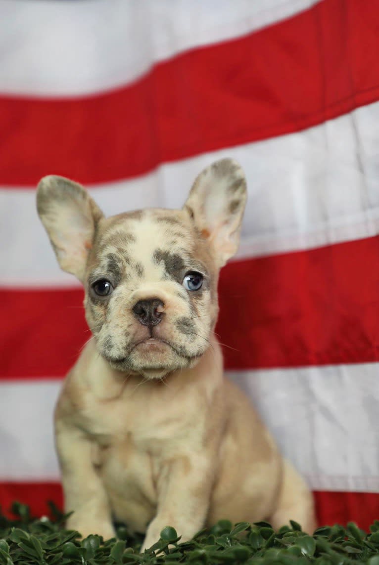 Malibu, a French Bulldog tested with EmbarkVet.com
