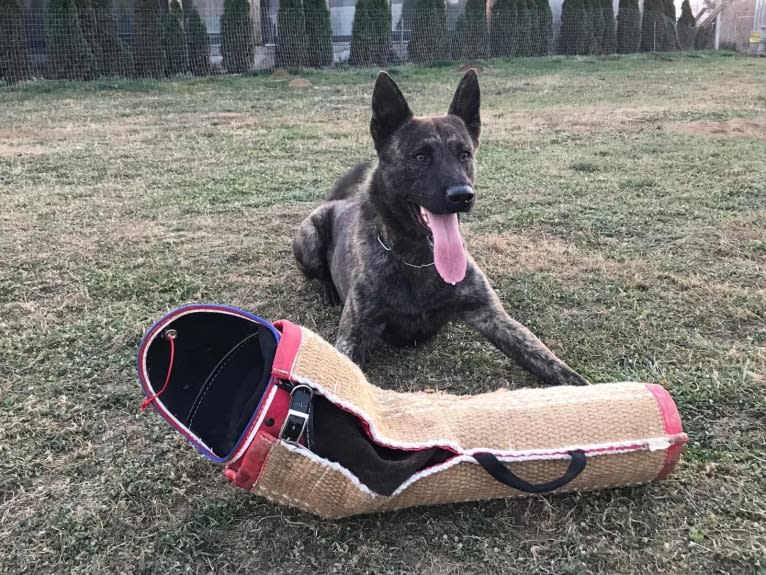 Ice, a Dutch Shepherd tested with EmbarkVet.com