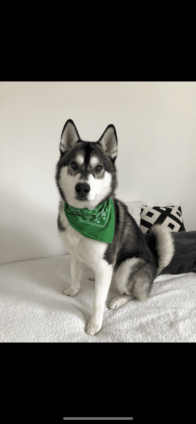 Reggie, a Siberian Husky and Alaskan Malamute mix tested with EmbarkVet.com