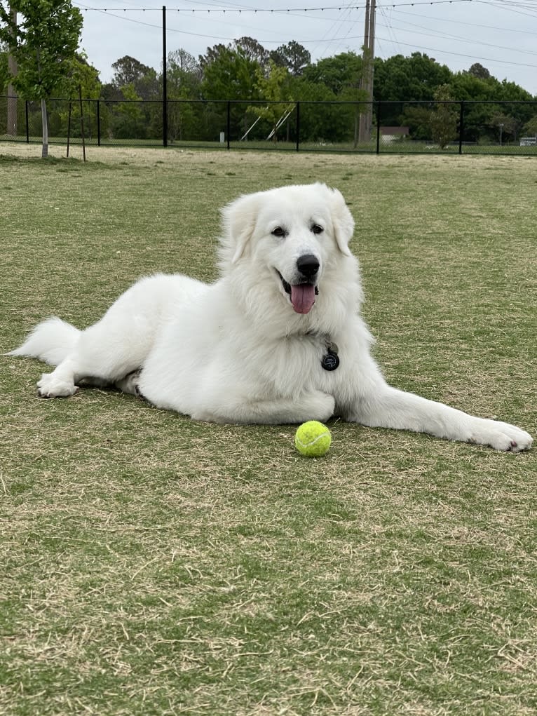 Looney “Chik’in Mini Bandit” Bear, a Great Pyrenees tested with EmbarkVet.com