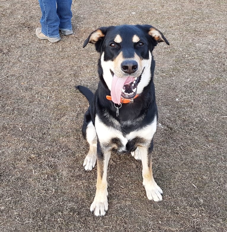 Jack, a Labrador Retriever and German Shepherd Dog mix tested with EmbarkVet.com