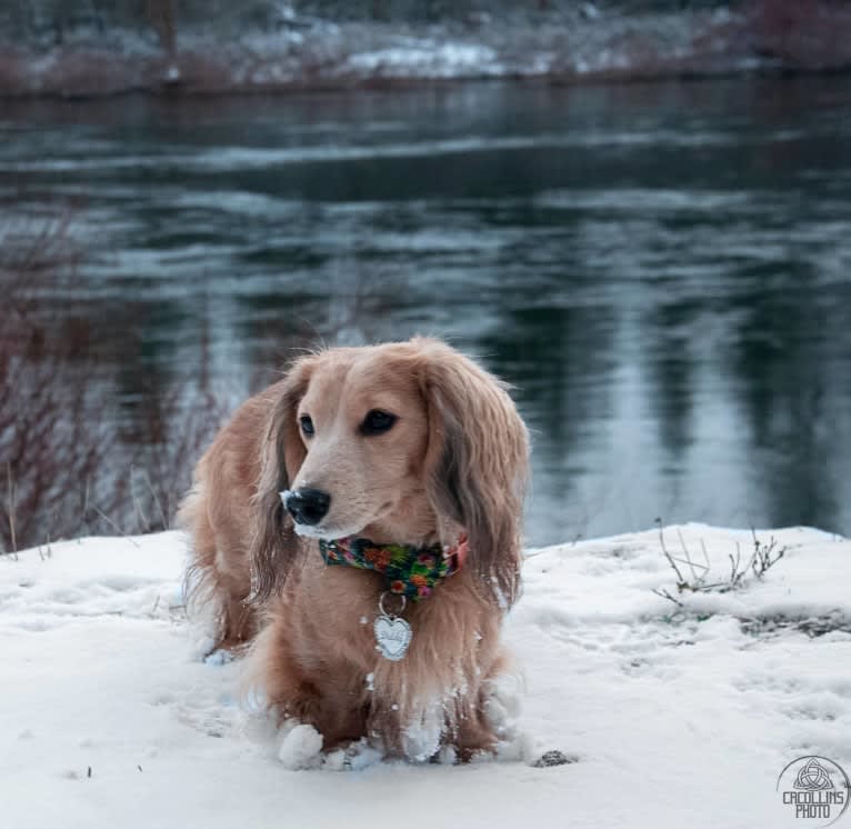 Diddy, a Dachshund tested with EmbarkVet.com