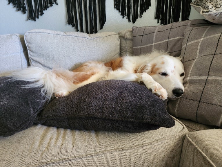 LIKE A RIVER FLOWS "Leilo", a Great Pyrenees and Australian Shepherd mix tested with EmbarkVet.com