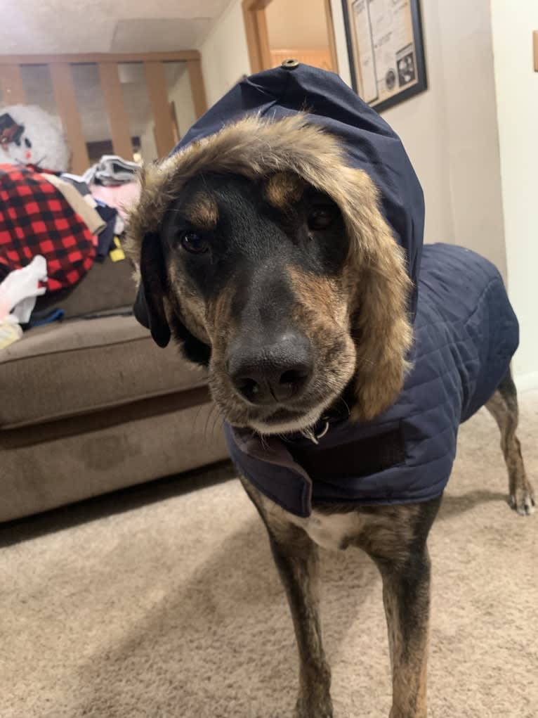 Ozzy, a Golden Retriever and Siberian Husky mix tested with EmbarkVet.com