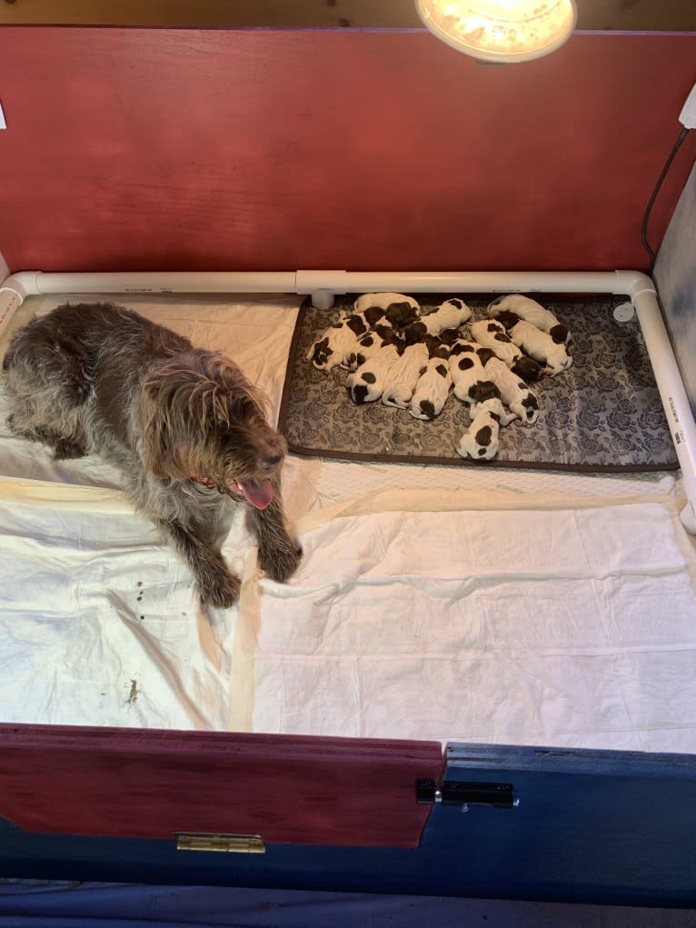 Mifflin, a Wirehaired Pointing Griffon tested with EmbarkVet.com