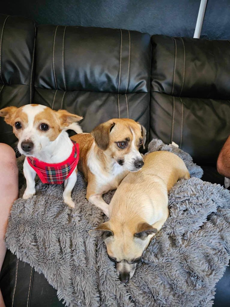 Daisy, a Chihuahua and Rat Terrier mix tested with EmbarkVet.com
