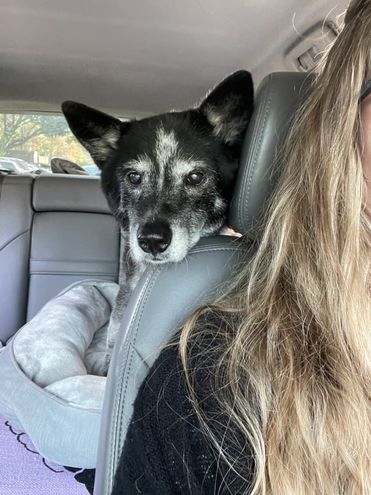 JAMY, an Australian Cattle Dog and Border Collie mix tested with EmbarkVet.com