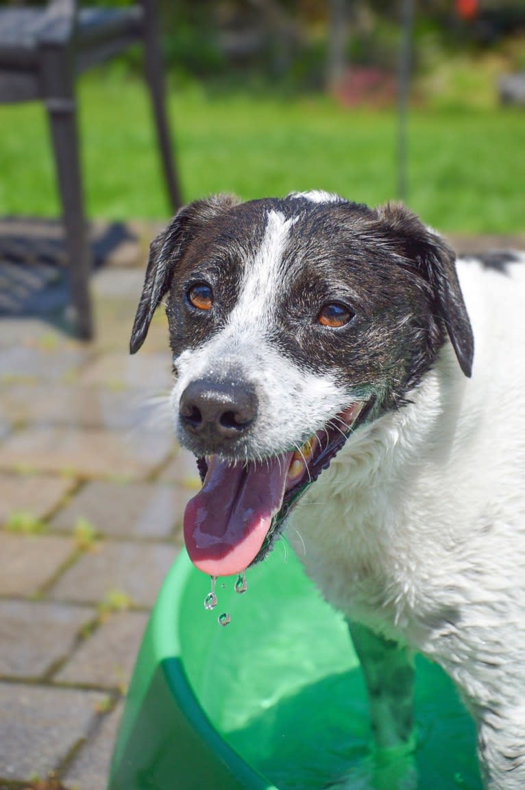 Jack, a Russell-type Terrier and Mountain Cur mix tested with EmbarkVet.com