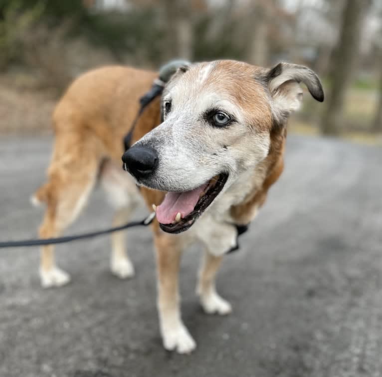 Bear, an Australian Cattle Dog and German Shepherd Dog mix tested with EmbarkVet.com