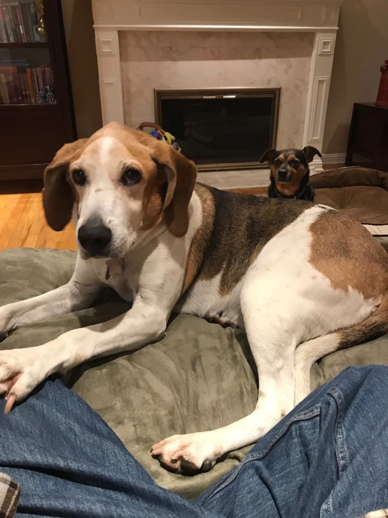 Betty, a Treeing Walker Coonhound tested with EmbarkVet.com