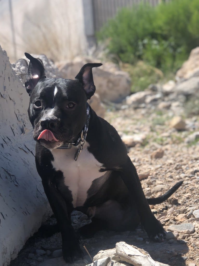 Mickey, an American Bully tested with EmbarkVet.com