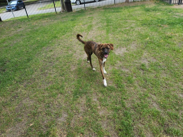 Sir Cornelius Brussel Sprout "Sprout", a Great Pyrenees and American Pit Bull Terrier mix tested with EmbarkVet.com