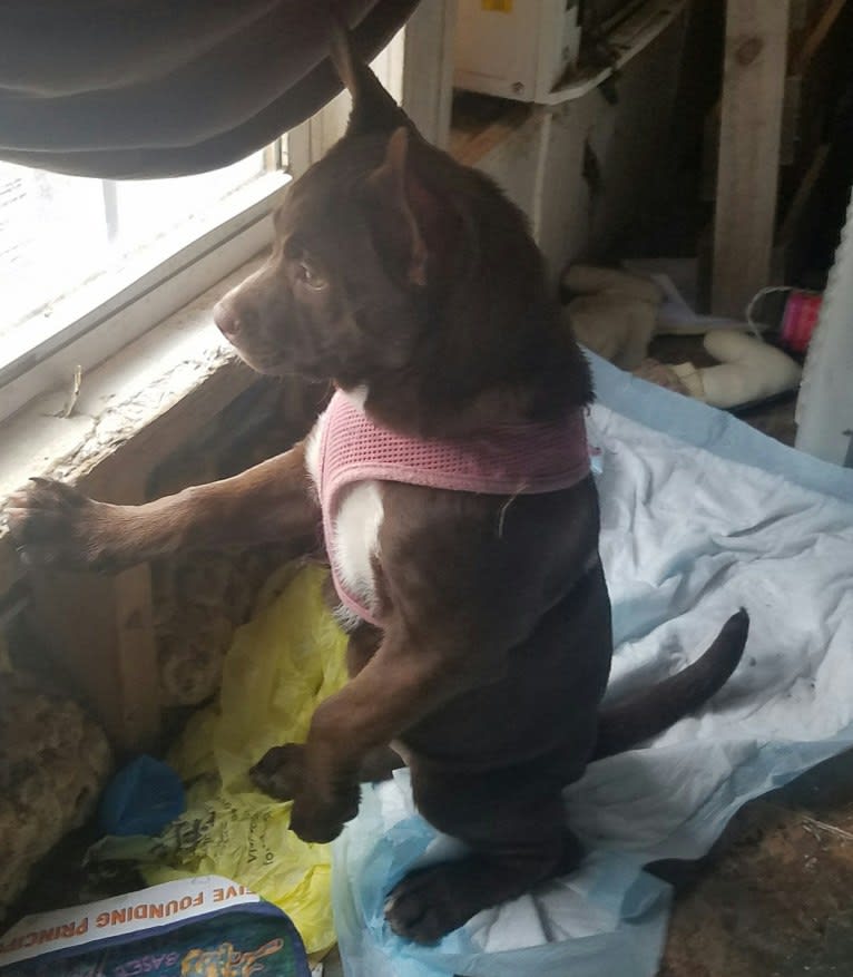 Cassidy, a Boston Terrier and Labrador Retriever mix tested with EmbarkVet.com