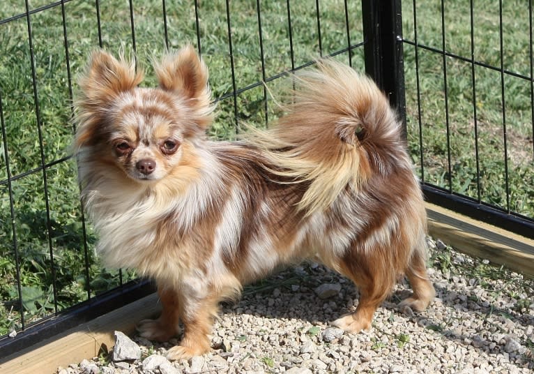 Arizona, a Chihuahua tested with EmbarkVet.com