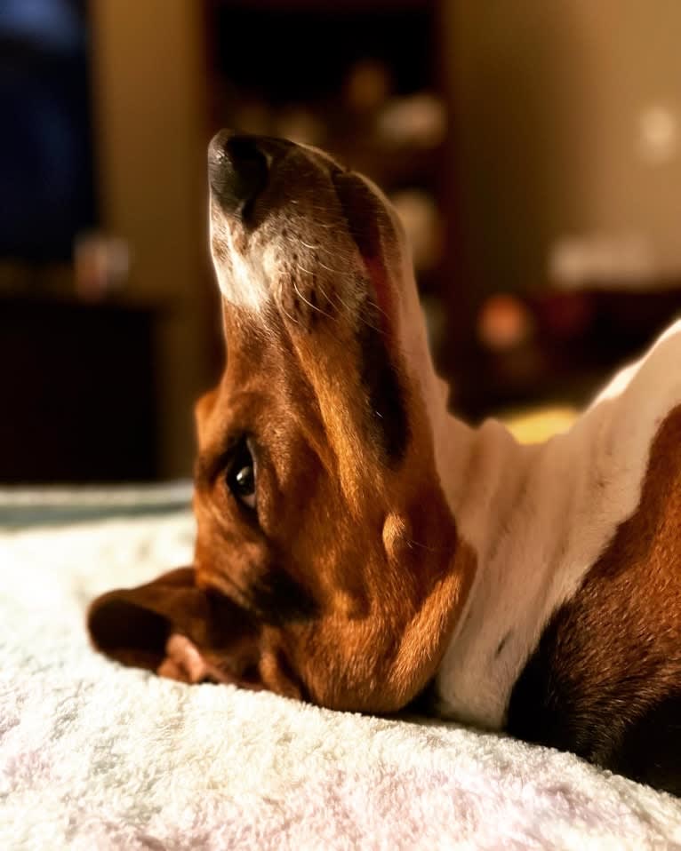 Roxy, a Treeing Walker Coonhound tested with EmbarkVet.com