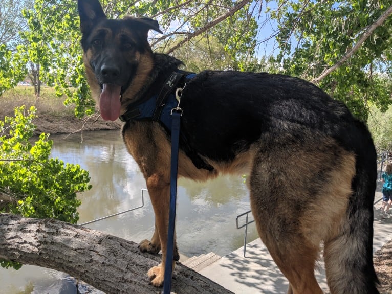 Brutus, a German Shepherd Dog and Samoyed mix tested with EmbarkVet.com