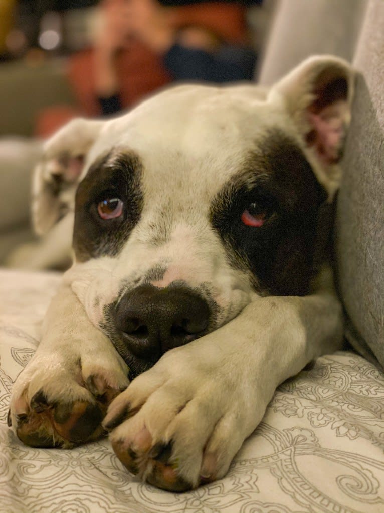 Aubin, an American Bulldog and Brittany mix tested with EmbarkVet.com