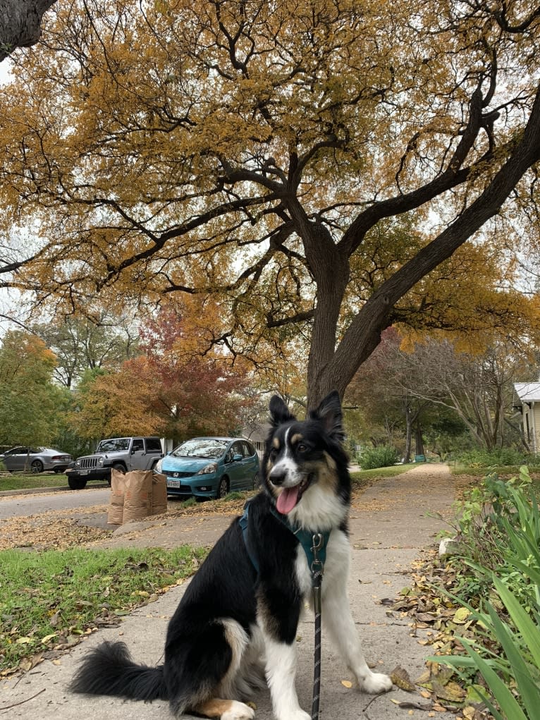 Tim, an Australian Shepherd tested with EmbarkVet.com