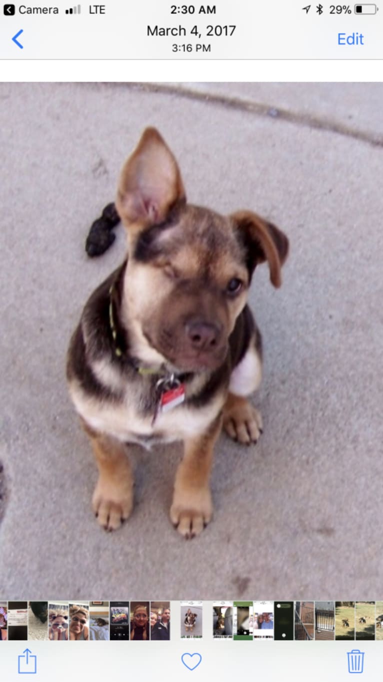 Stryder, a Chow Chow and Rottweiler mix tested with EmbarkVet.com