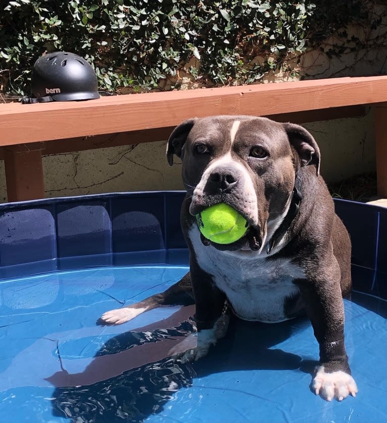 Higgins, an American Bully tested with EmbarkVet.com