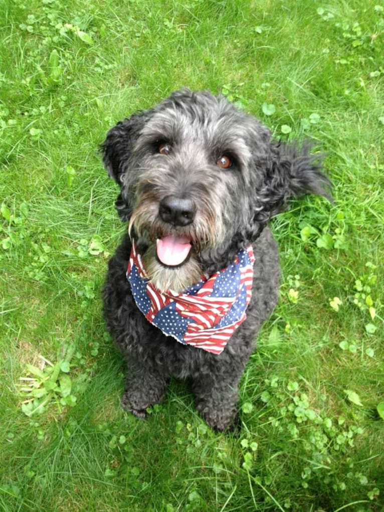 Bella June, a Labradoodle tested with EmbarkVet.com