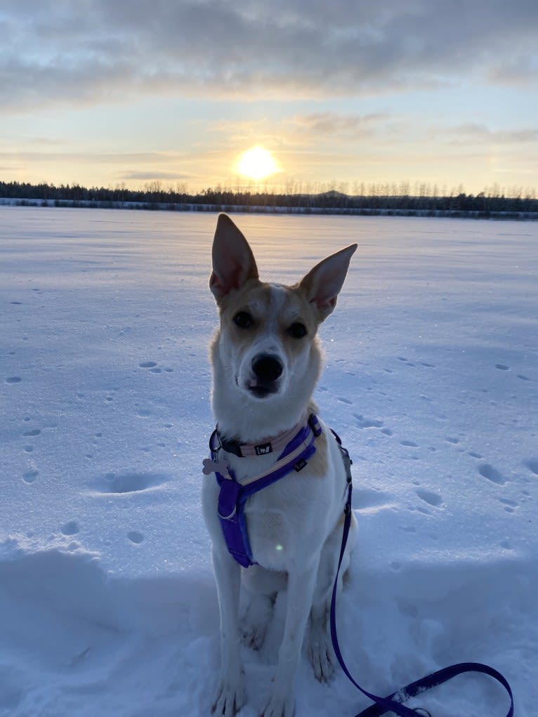 Taika, an Eastern European Village Dog tested with EmbarkVet.com