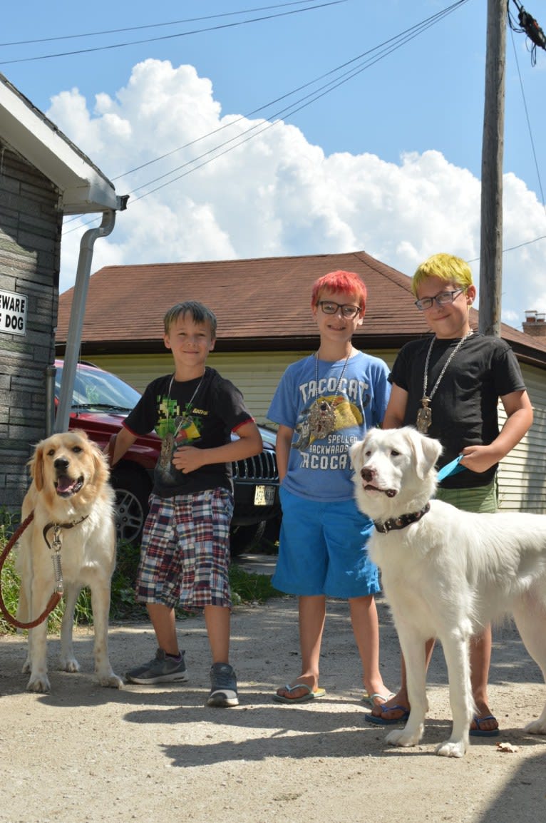 casper, a Great Pyrenees and Labrador Retriever mix tested with EmbarkVet.com