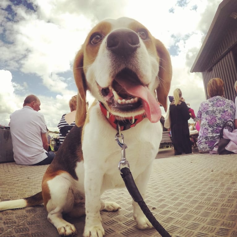 Charlie, a Beagle and Coonhound mix tested with EmbarkVet.com