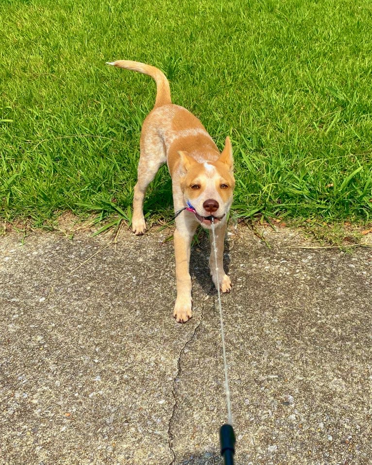 Lou, an Australian Cattle Dog and Australian Shepherd mix tested with EmbarkVet.com