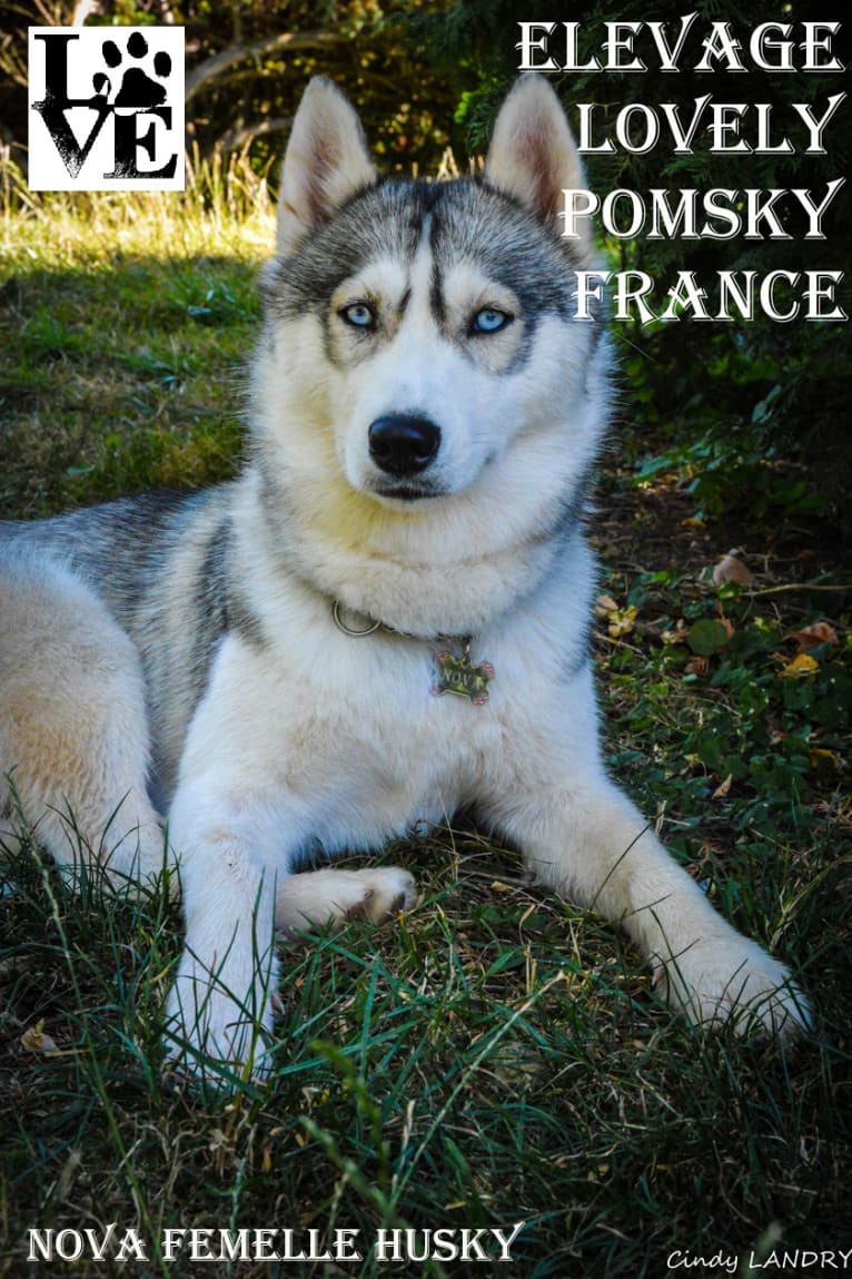 NOVA, a Siberian Husky tested with EmbarkVet.com